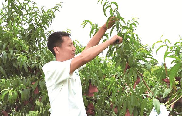 民信配资 “80后”村干部: 玩转“云种桃”带富一方