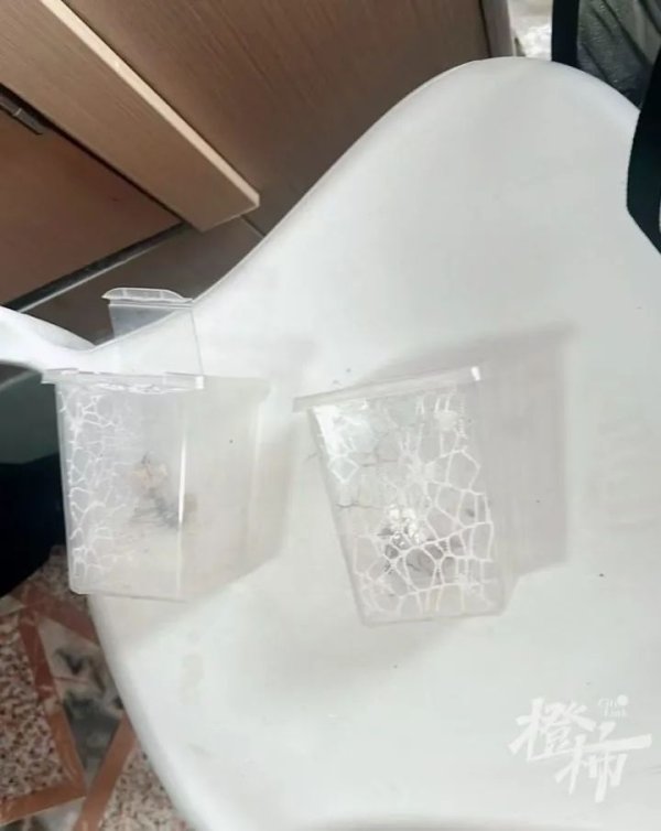 森利网 门口惊现“蟑螂”，住户用杀虫剂一喷，邻居怒了：我的宠物螳螂……